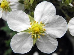 tilford cream cinquefoil