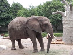 grey elephant in the zoo