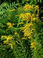 canadian goldenrod on a bush