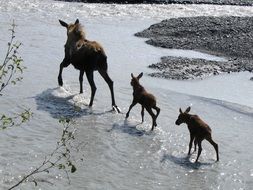 moose babies in the wildlife
