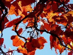 red branch road leaves