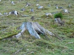 deforestation with tree stumps scenery