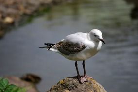 white seagull on a stone in the wild nature