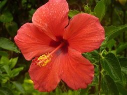 bright red hibiscus