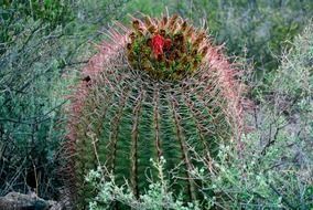 cactus and herb arizona desert