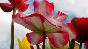 pink and white and yellow tulips in the garden in summer