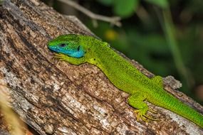 splendiferous lizard