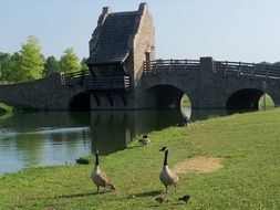 geese on the lake near the medieval bridge