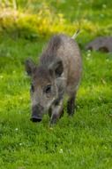 animal boar mammal wildlife