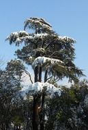 Snow on the pine in Villa Borghese