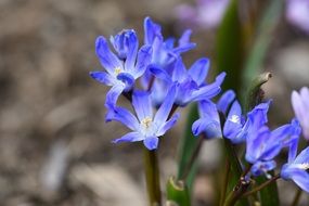 Blue puschkinie flower plant