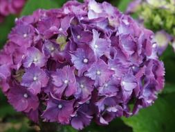 purple gartenhotensie blossoms