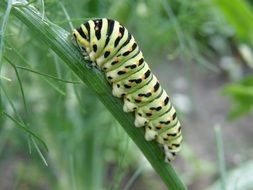 Beautiful and colorful dovetail caterpillar on the plant