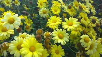 Fresh bright yellow flowers