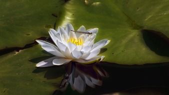 Close-up of the beautiful white and yellow water lily aquatic plant
