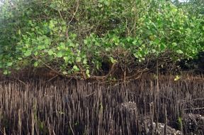 mangrove trees with breathing roots