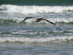 seagull flying over the ocean waves