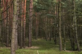 deep dark green forest