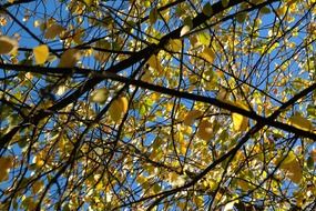 branches with yellow leaves