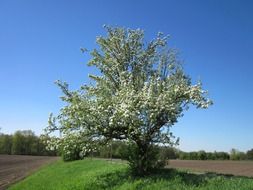 Germany trees