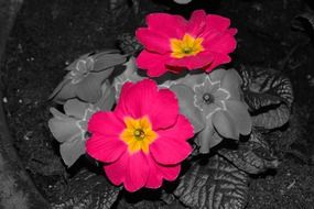 Red primroses flowers in pot