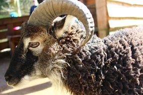 sheep with big horns close-up