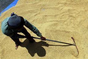 Harvest on the paddy