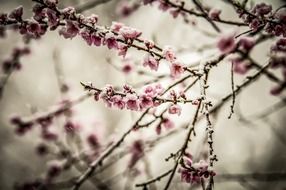 white beautiful blooms on branches