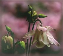 columbine blossoms
