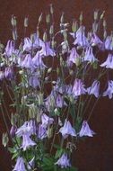 blue columbine flowers in summer