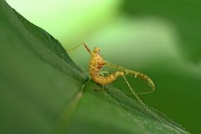 yellow insect on green leaf