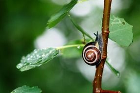 snail crowling after rain macro