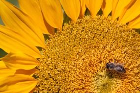 insect on a yellow sunflower
