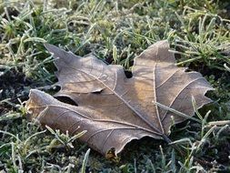 brown maple leaf in frost on the grass close-up