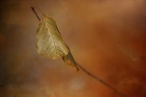 autumn leaf on blurry background