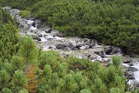 panorama of the stream among the pine trees