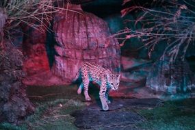 Leopard near the rocks