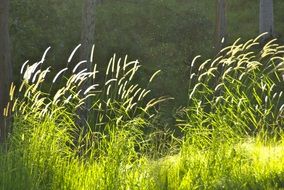 Green grass at the sunlight