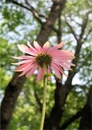 coneflower echinacea daisy