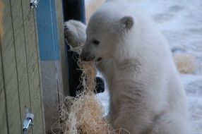 polar bear baby