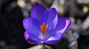 violet crocus flower blooming close