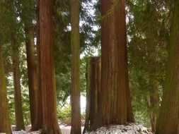 giant tree of life