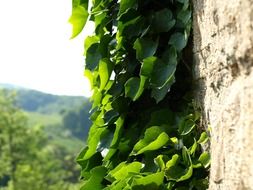 rock with a green plant in the sunlight