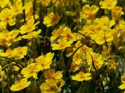 Helianthemum alpestre