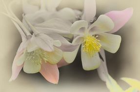 picture of flowers in pastel colors
