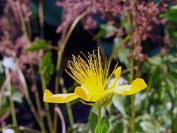 yellow hypericum perforatum flower close up