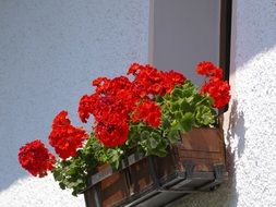 geranium flowers at window