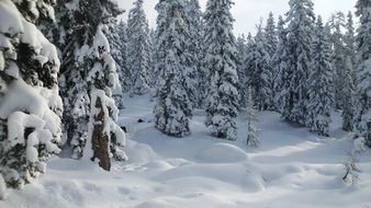 winter magic forest mountains in snow