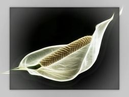 Spathiphyllum on a dark background in a gray frame