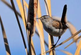 Marsh wren on the branch